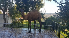 Efendi Hazretlerimizin devesi kurban edilmiştir.